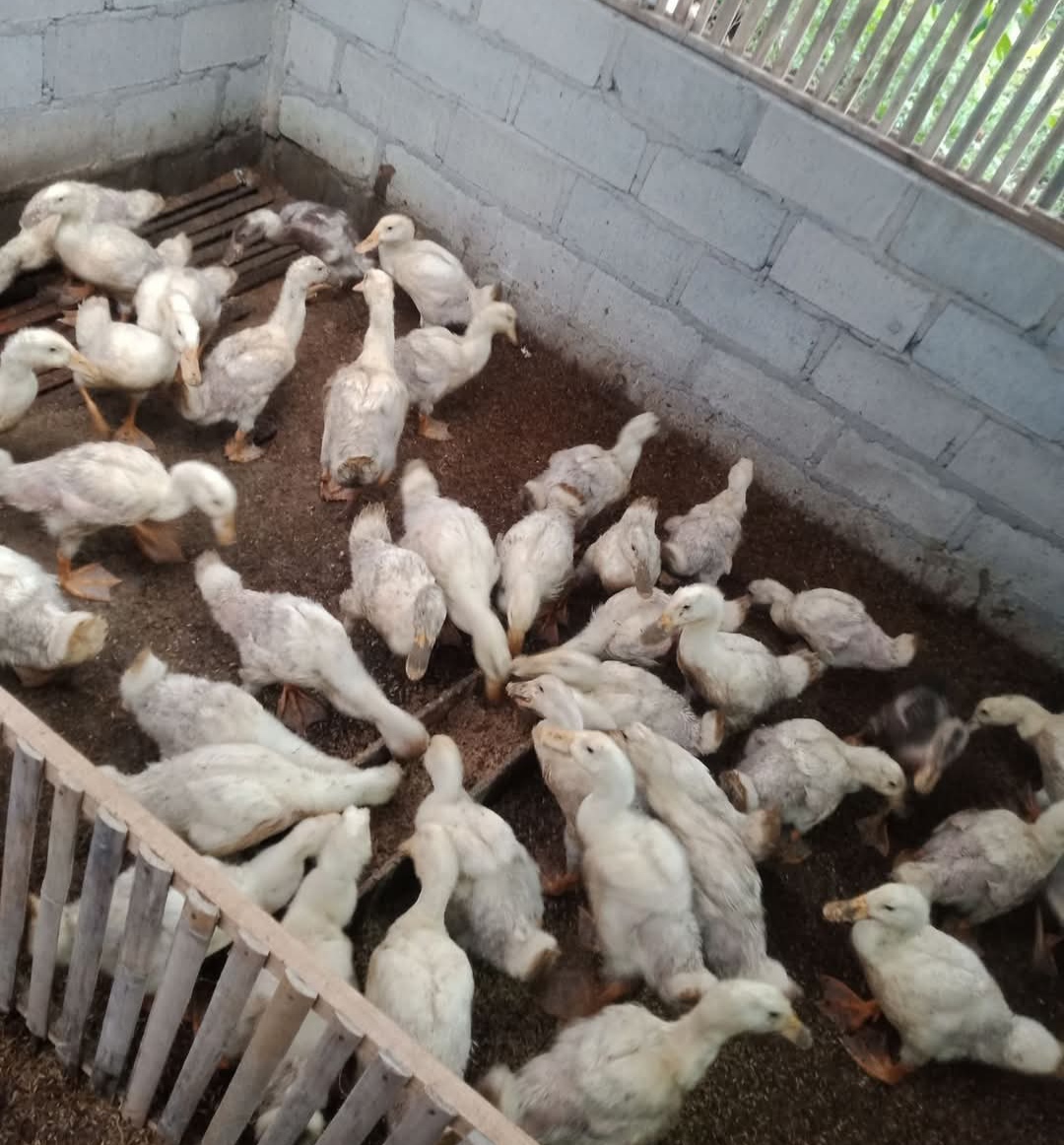 Jadi peternak bebek petelur
