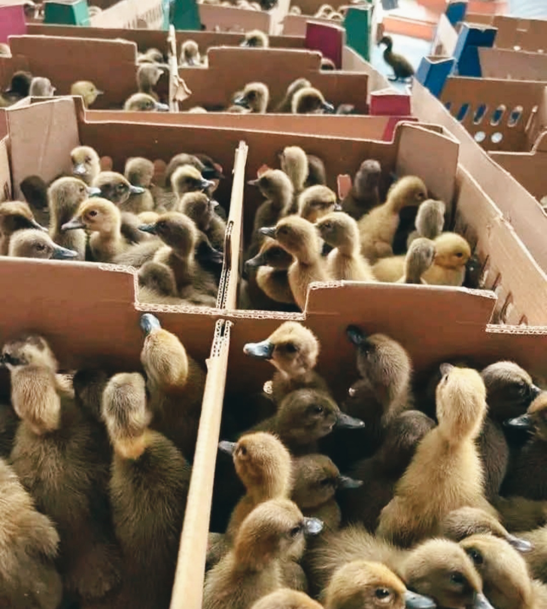 DOD ( bibit bebek) Peking hibrida