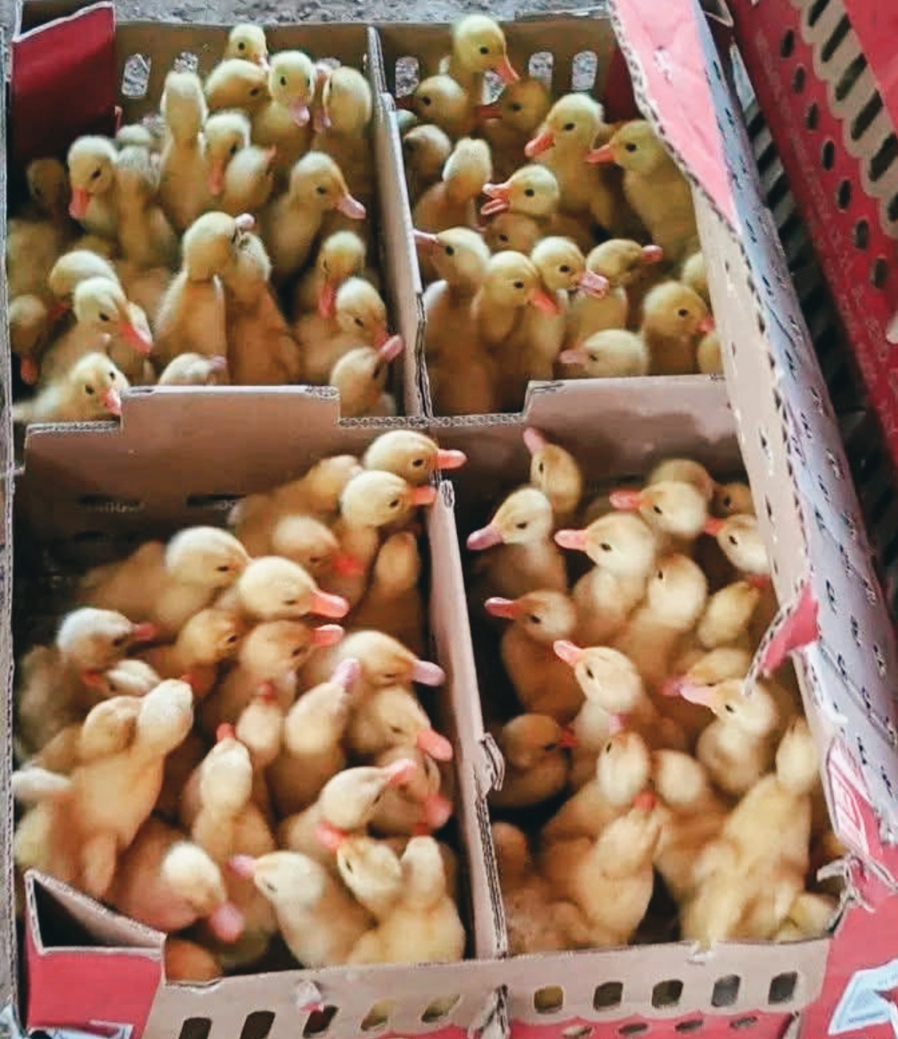 bibit ( DOD) bebek hibrida
