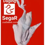 Bebek segar